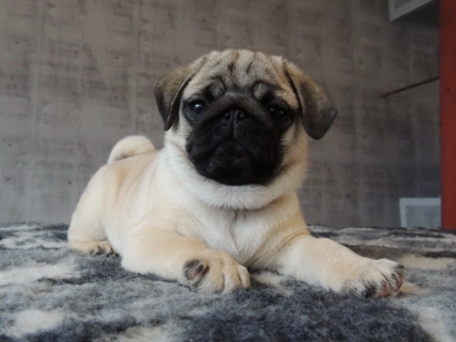 Pug puppy for sale