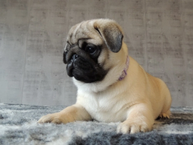 Pug puppy for sale