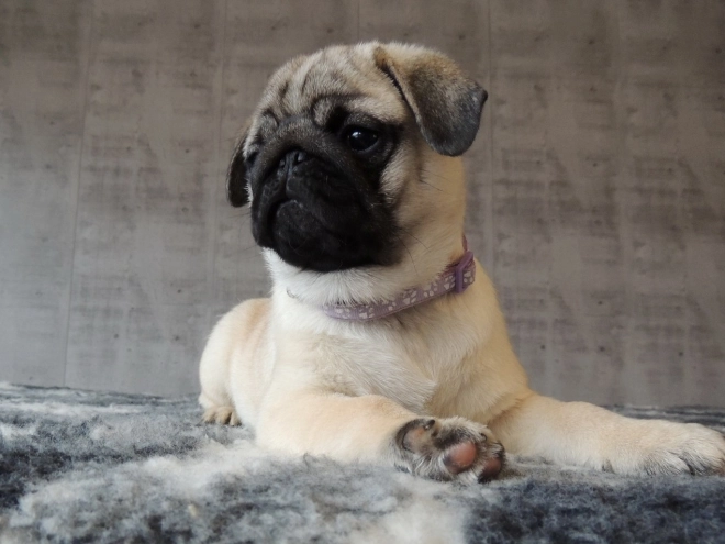 Pug puppy for sale