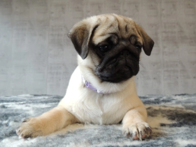 Pug puppy for sale