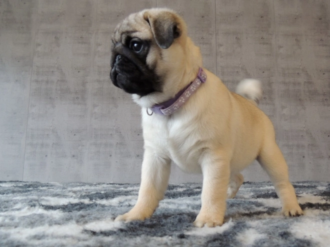 Pug puppy for sale