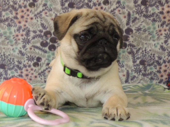 Mops Welpe kaufen