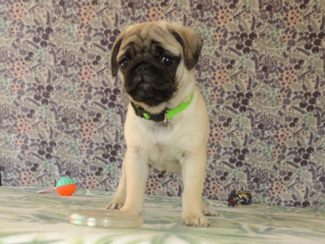 Mops Welpe kaufen