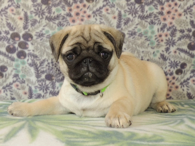 Mops Welpe kaufen