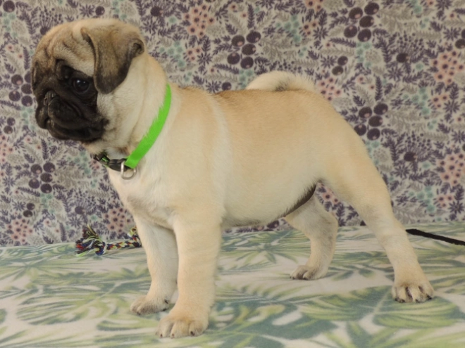 Mops Welpe kaufen