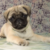 Babe, fawn Carlino en venta
