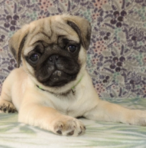 Mops Welpe kaufen