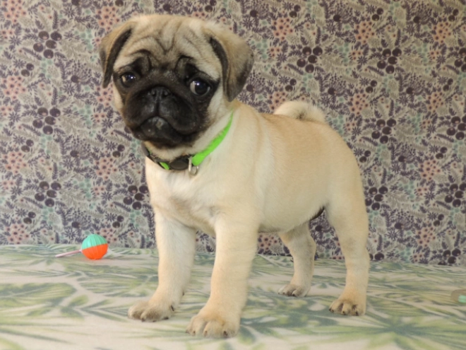 Mops Welpe kaufen