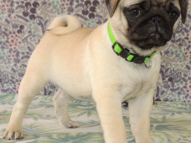 Mops Welpe kaufen