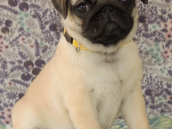 Mops Welpe kaufen