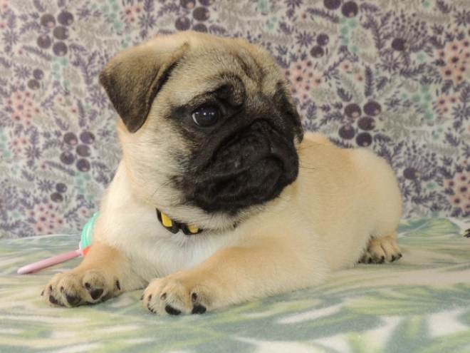 Mops Welpe kaufen