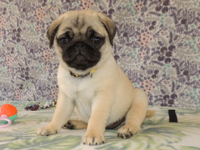 Mops Welpe kaufen