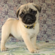 Bambi, fawn Carlino en venta
