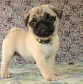 Mops Welpe kaufen