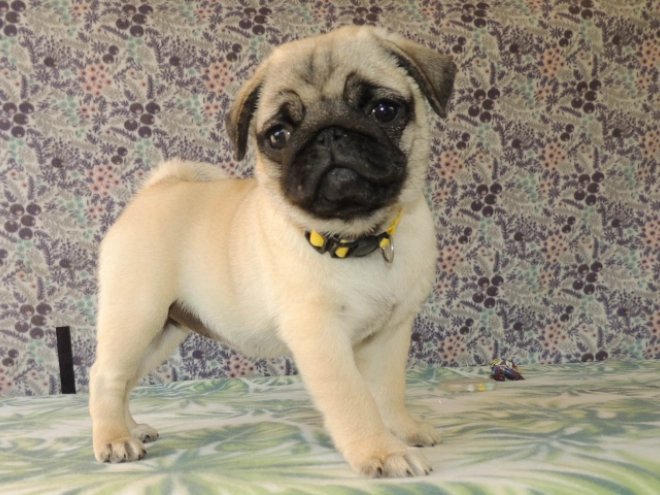 Mops Welpe kaufen