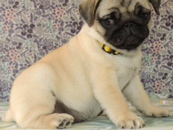 Mops Welpe kaufen