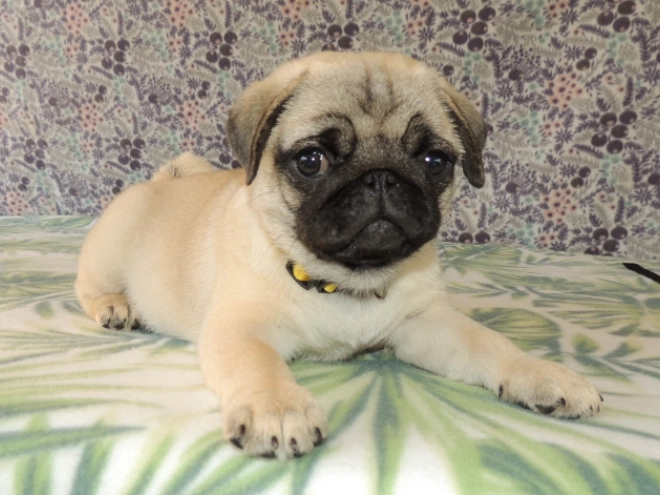 Mops Welpe kaufen