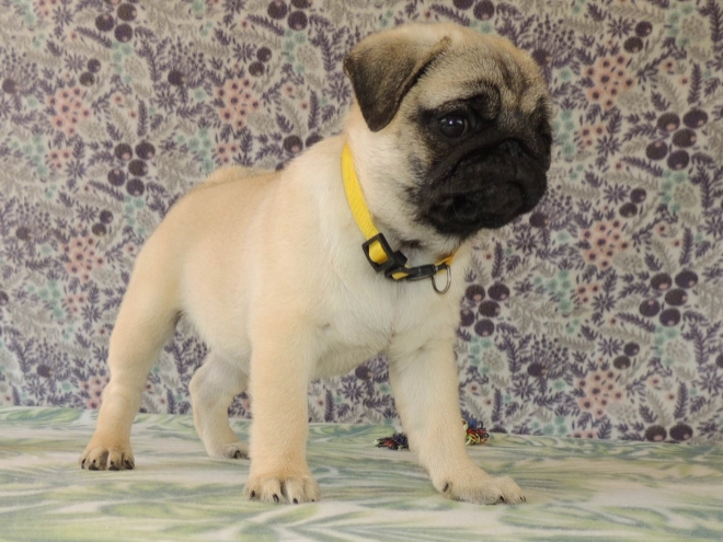 Mops Welpe kaufen
