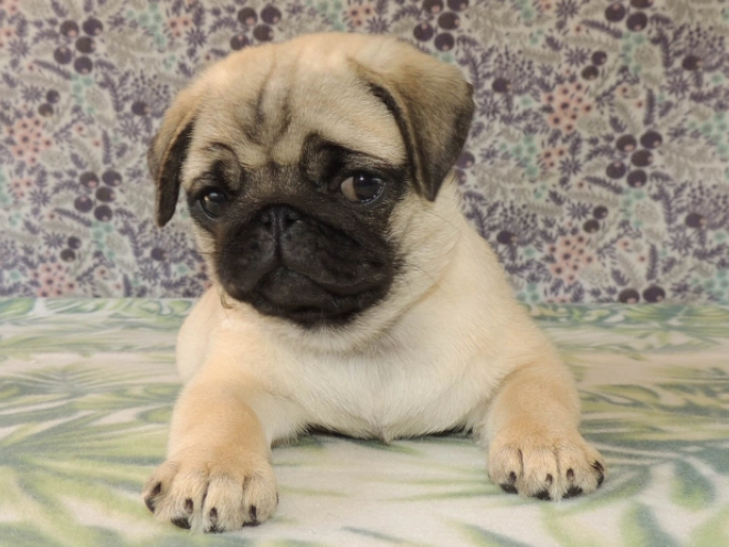 Mops Welpe kaufen