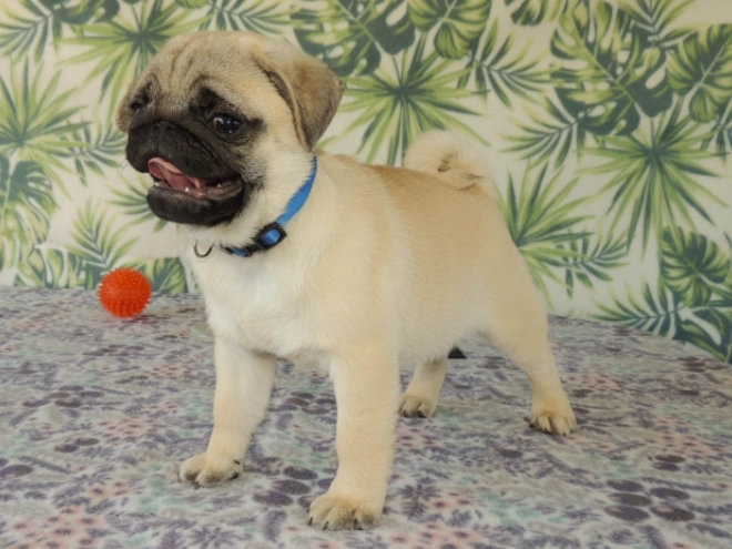 Mops Welpe kaufen