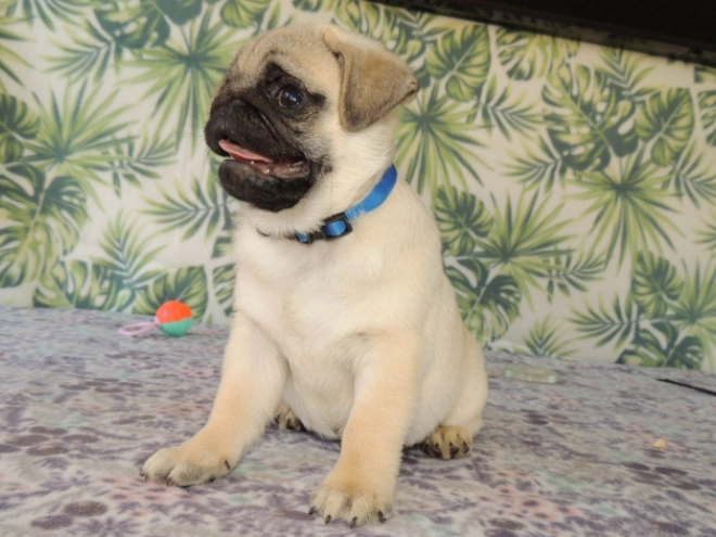 Mops Welpe kaufen