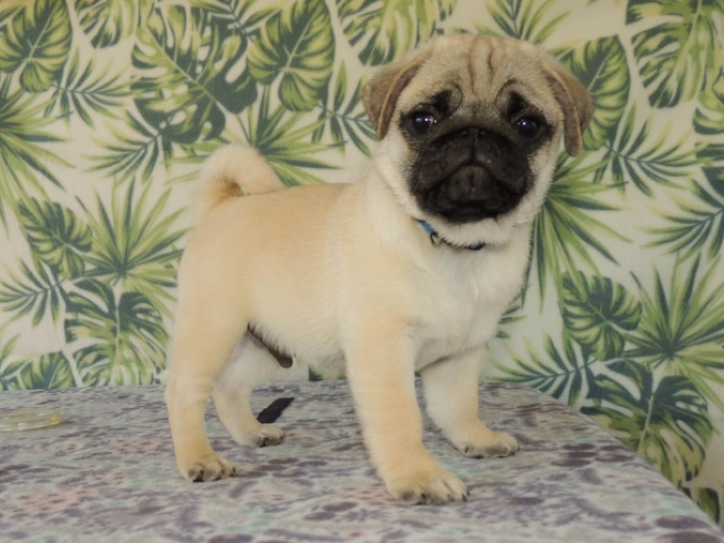 Mops Welpe kaufen