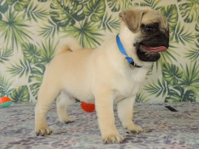 Mops Welpe kaufen