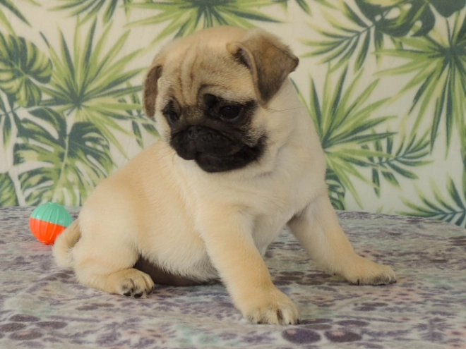 Mops Welpe kaufen