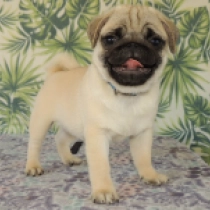 Bobo, fawn Carlino en venta