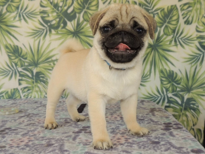 Mops Welpe kaufen
