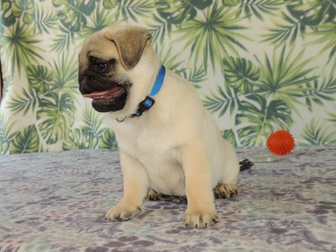 Mops Welpe kaufen