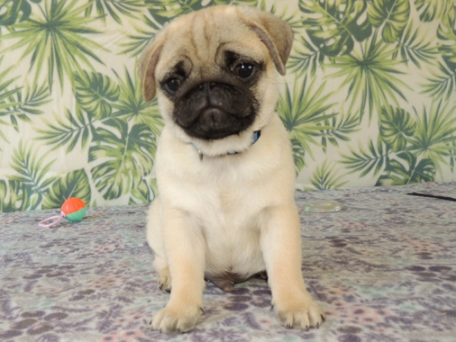 Mops Welpe kaufen