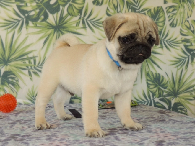 Mops Welpe kaufen
