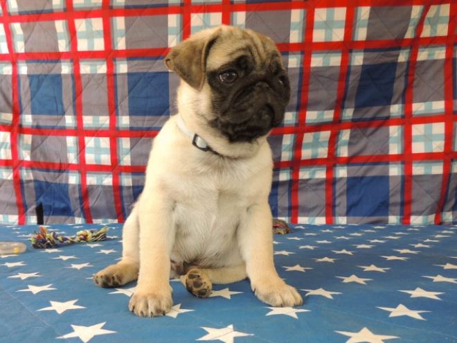 Mops Welpe kaufen