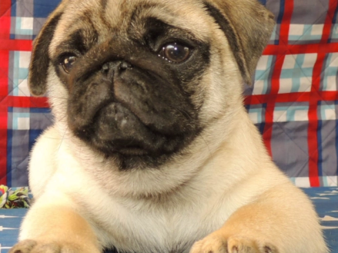 Mops Welpe kaufen