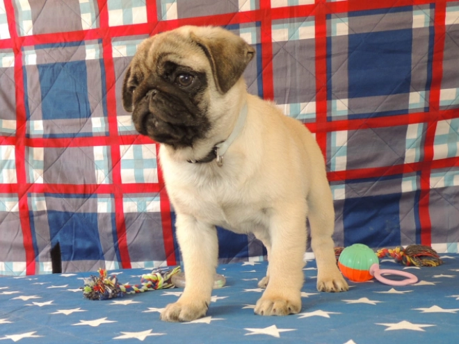 Mops Welpe kaufen
