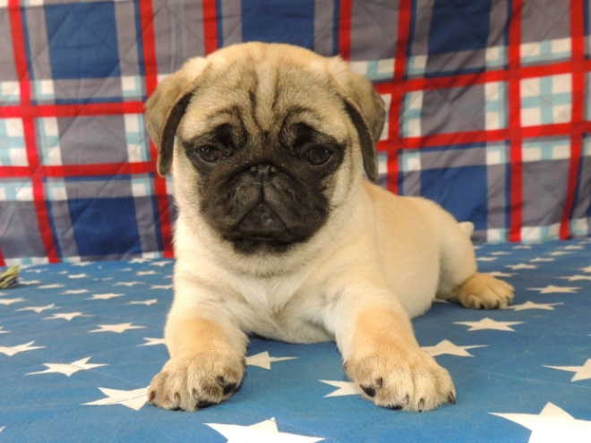 Mops Welpe kaufen