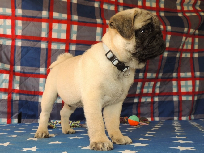 Mops Welpe kaufen