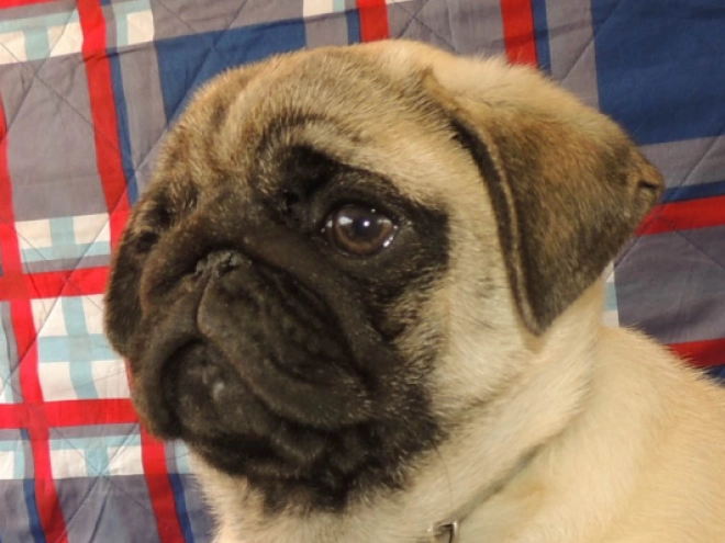 Mops Welpe kaufen