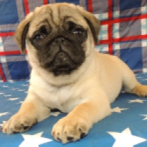Bucky, fawn Carlino en venta