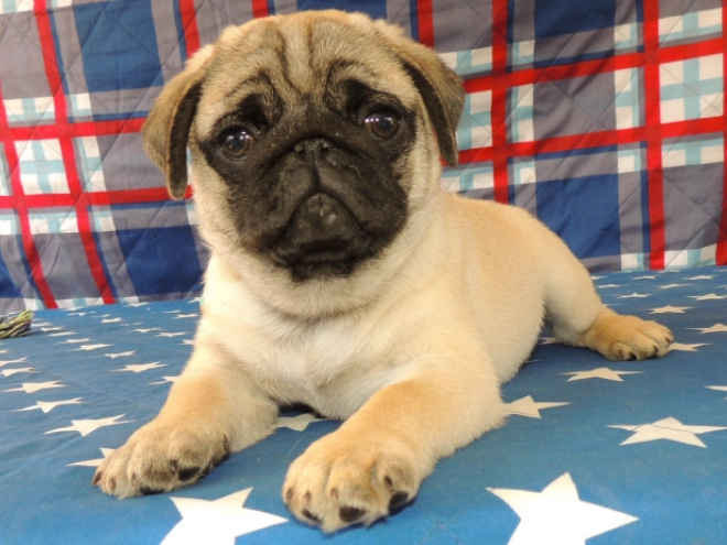 Mops Welpe kaufen