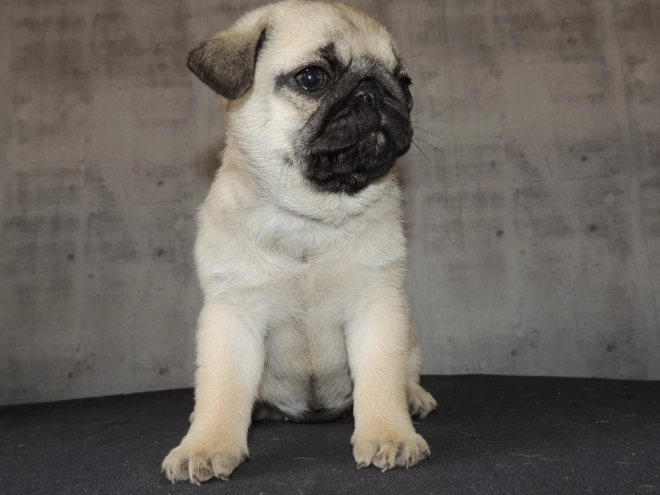 Pug puppy for sale