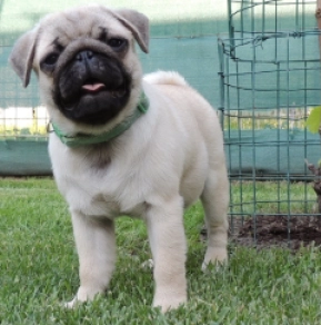 Perros Carlino en venta
