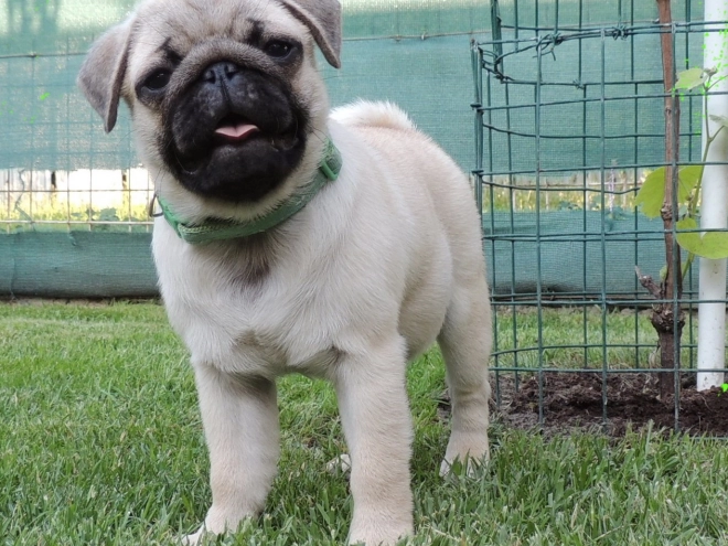 Pug puppy for sale
