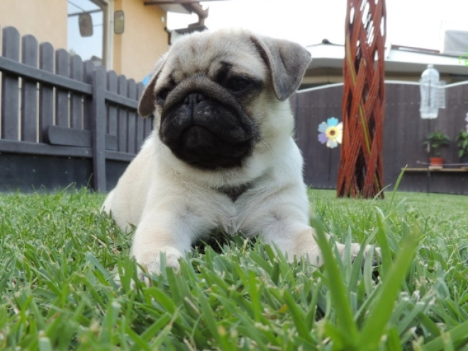 Pug puppy for sale