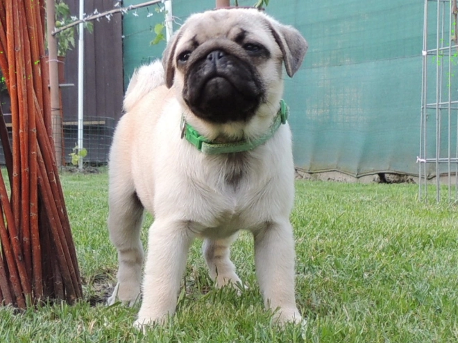 Pug puppy for sale