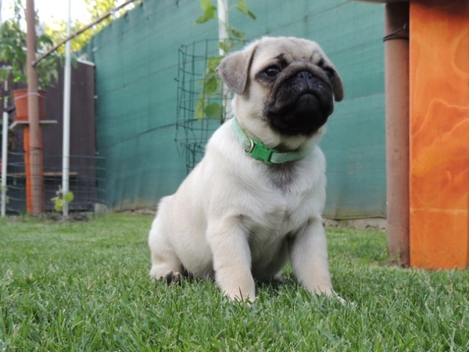 Pug puppy for sale