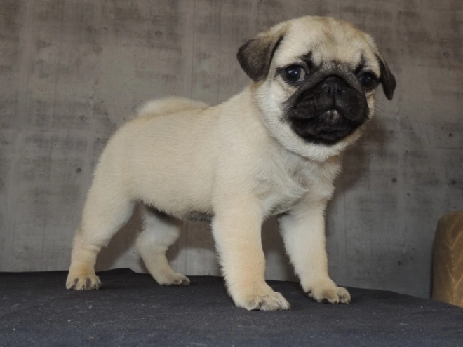 Pug puppy for sale