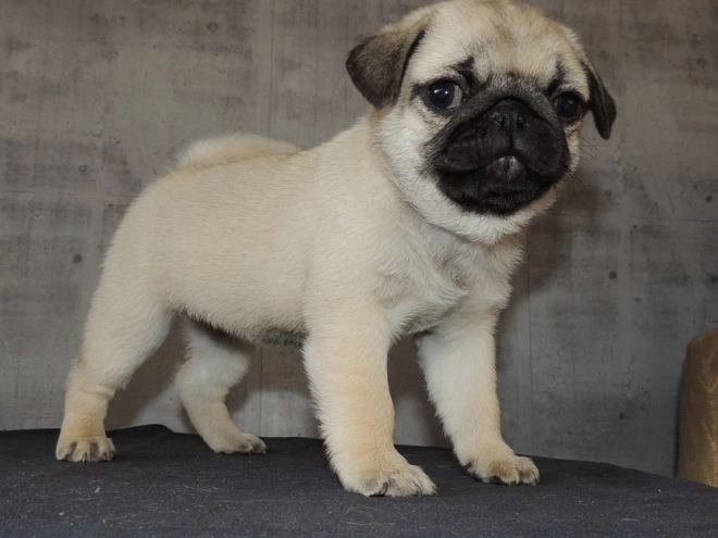 Pug puppy for sale
