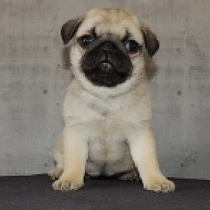 Claren, fawn Pug for sale